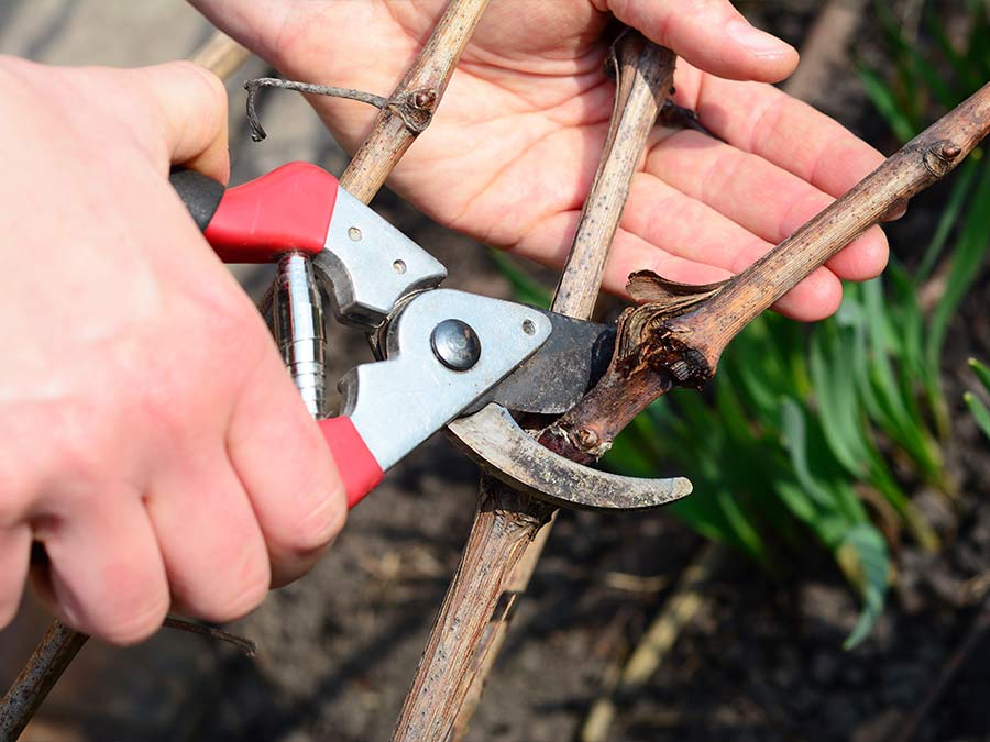 winter maintenance pruning