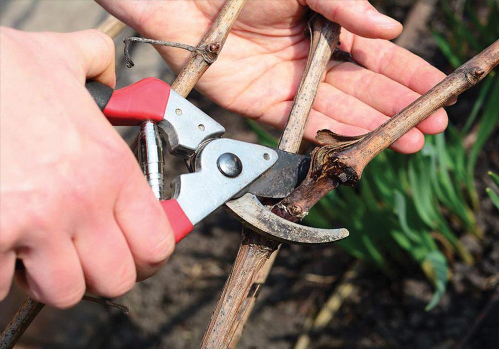 Pruning