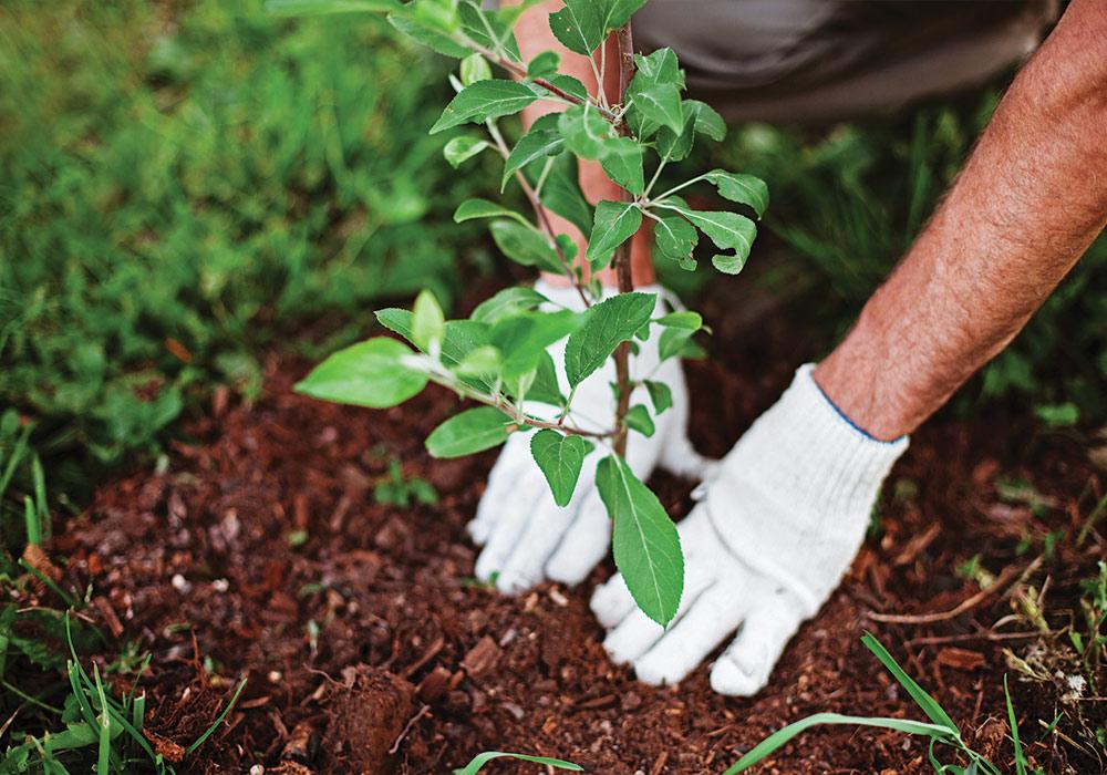Planting - Garden Maintenance Reading