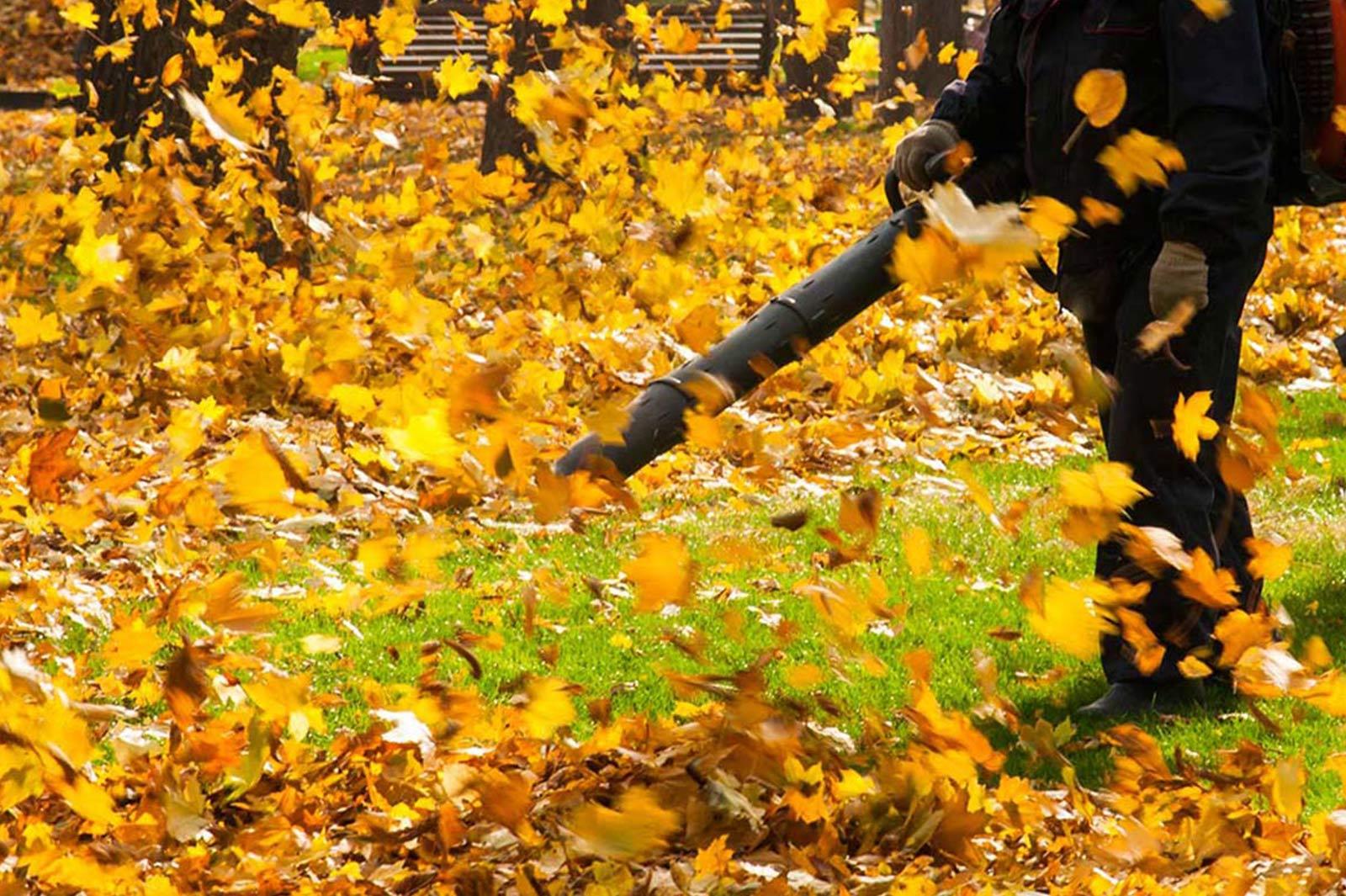 Leaf clearing